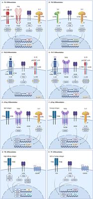 Emerging Complexity in CD4+T Lineage Programming and Its Implications in Colorectal Cancer